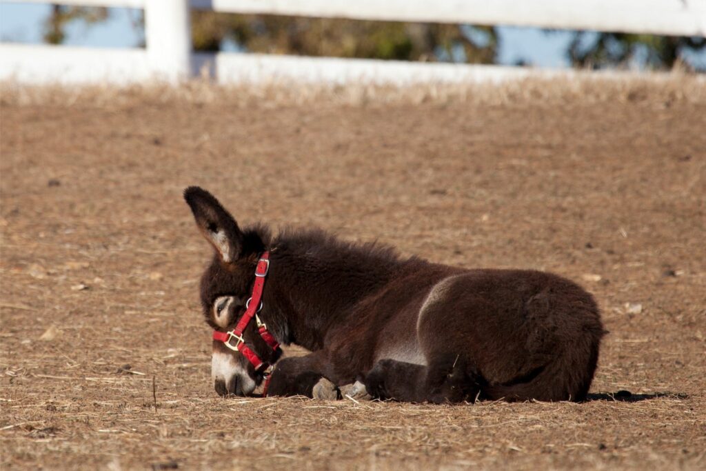 Donkey sleeping