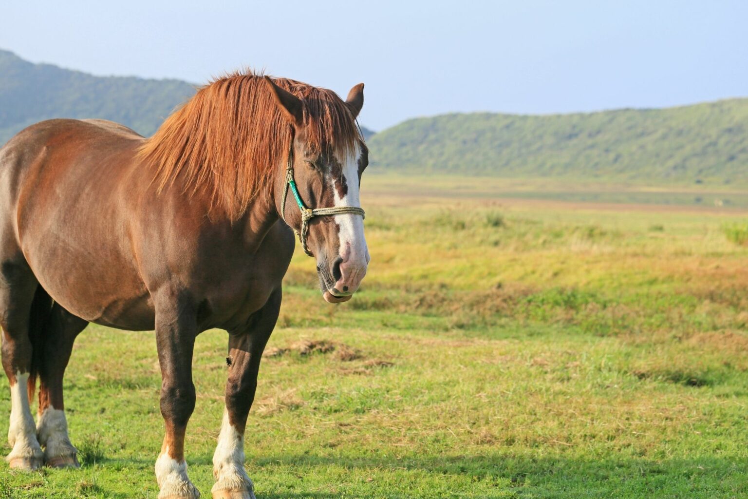 Hitting the Snooze Button How Long Can Horses Lay Down? Horse Rookie