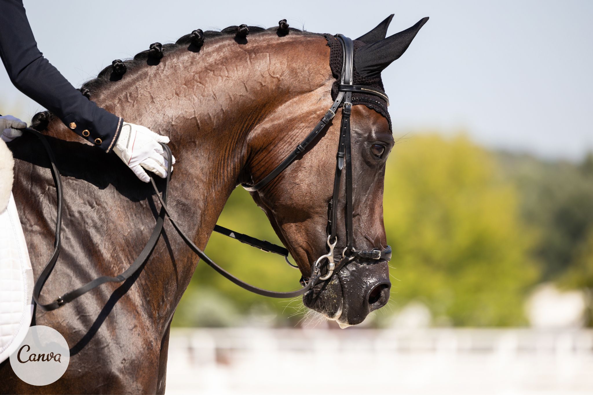 Hock Injections 101: How Your Horse Might Benefit