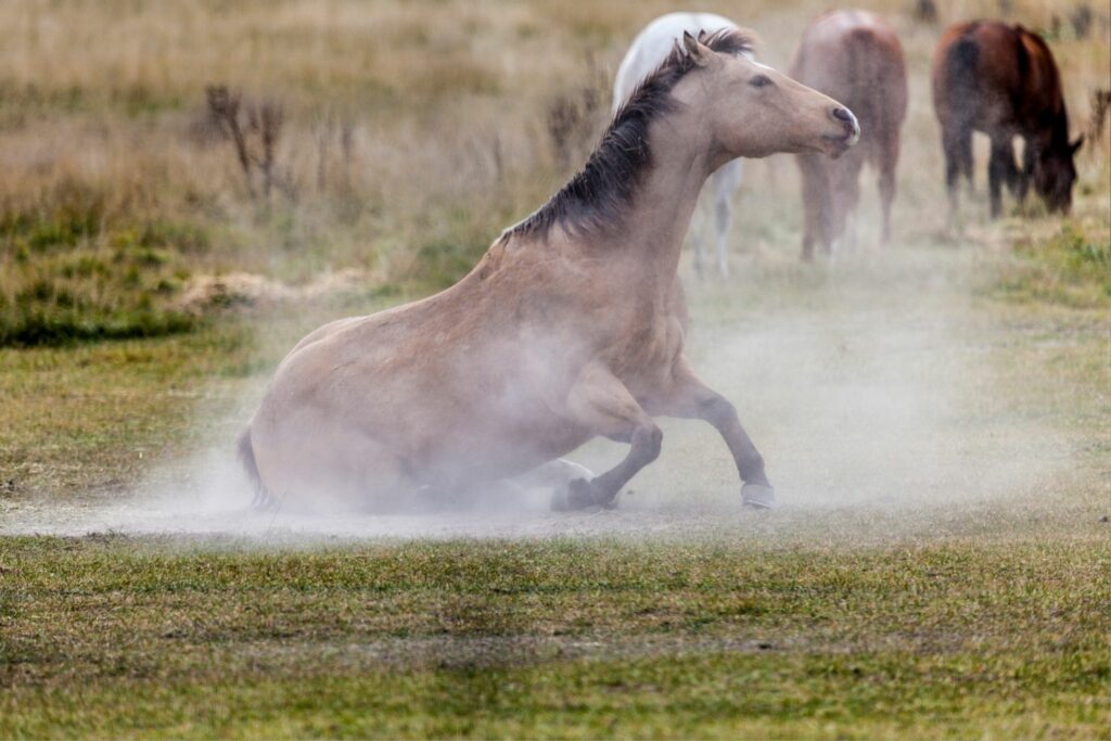 Horse dust bath
