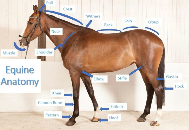 Horse Body Part Terms: A Helpful Anatomy Guide