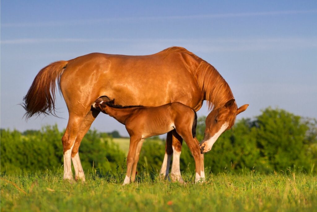 Foal nursing