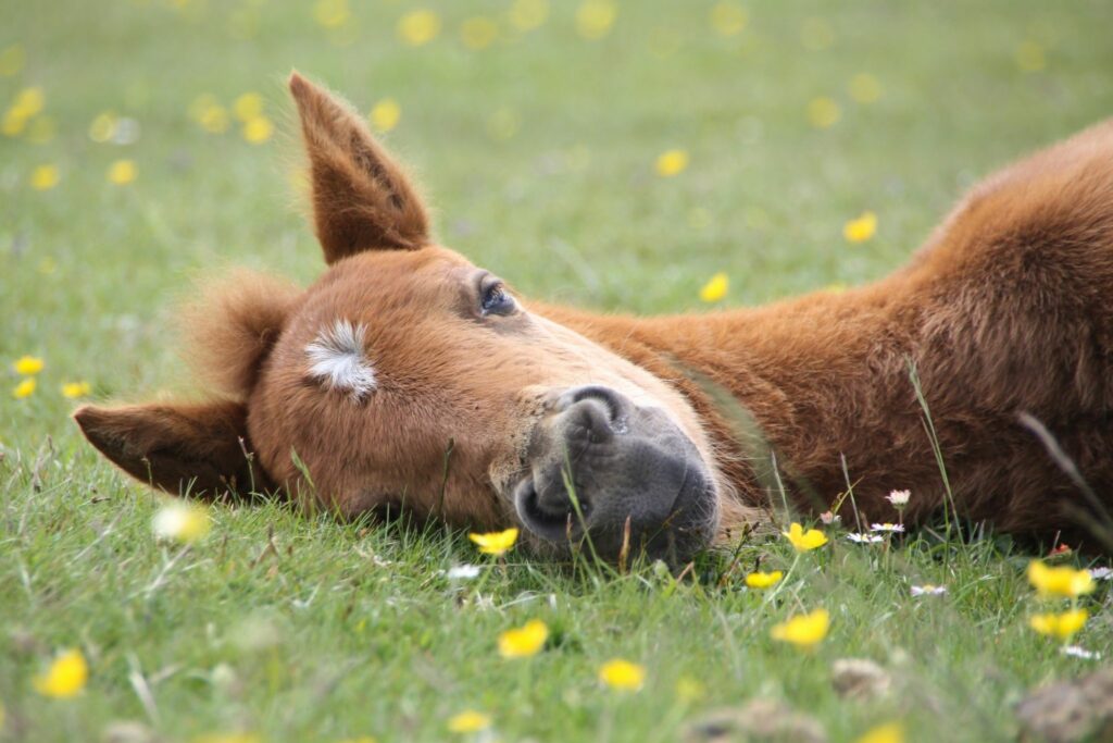Foal sleeping