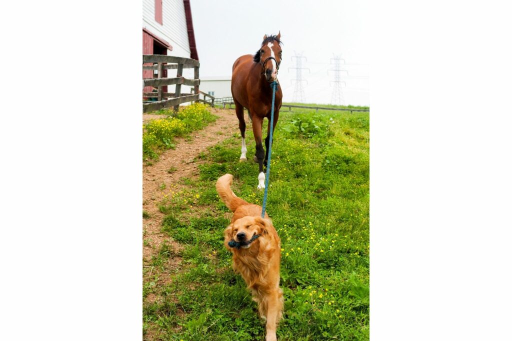 Golden retriever and horse