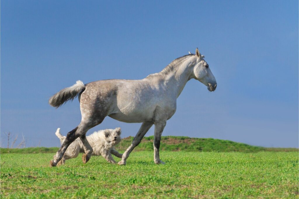 Gray horse and sheepdog
