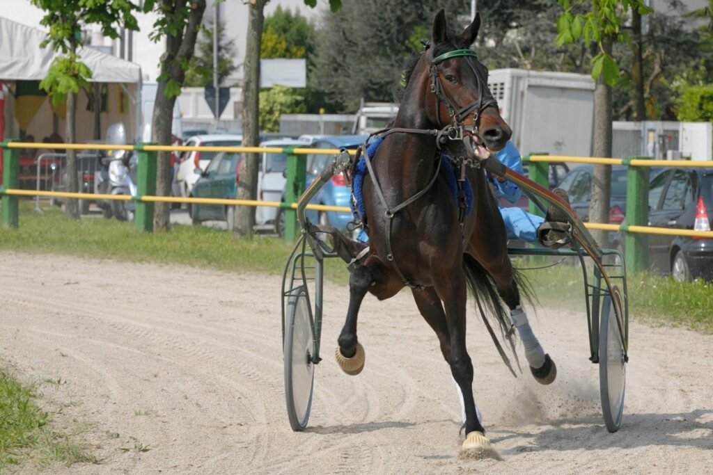 Harness horse racing