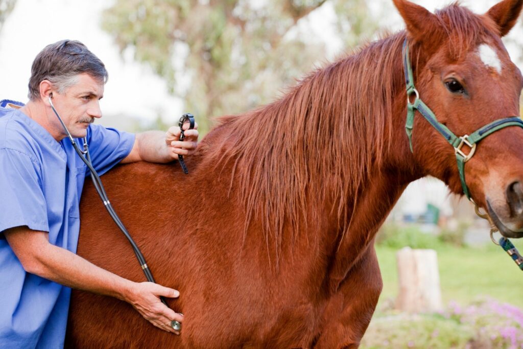 Horse with a vet