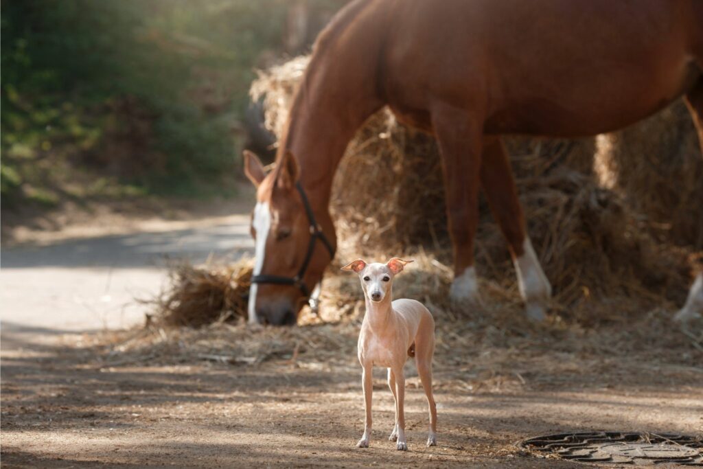 Horse and whippet