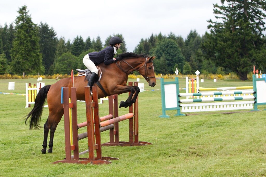 bay horse jumping fence on grass footing