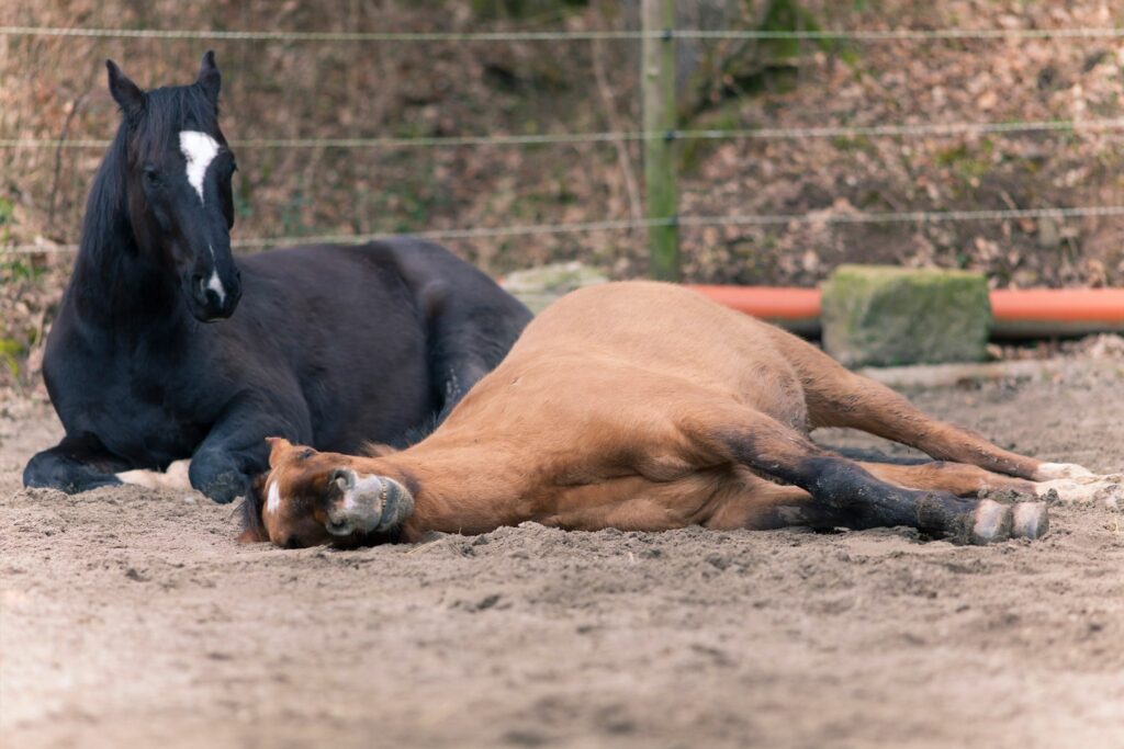 Horse sleeping