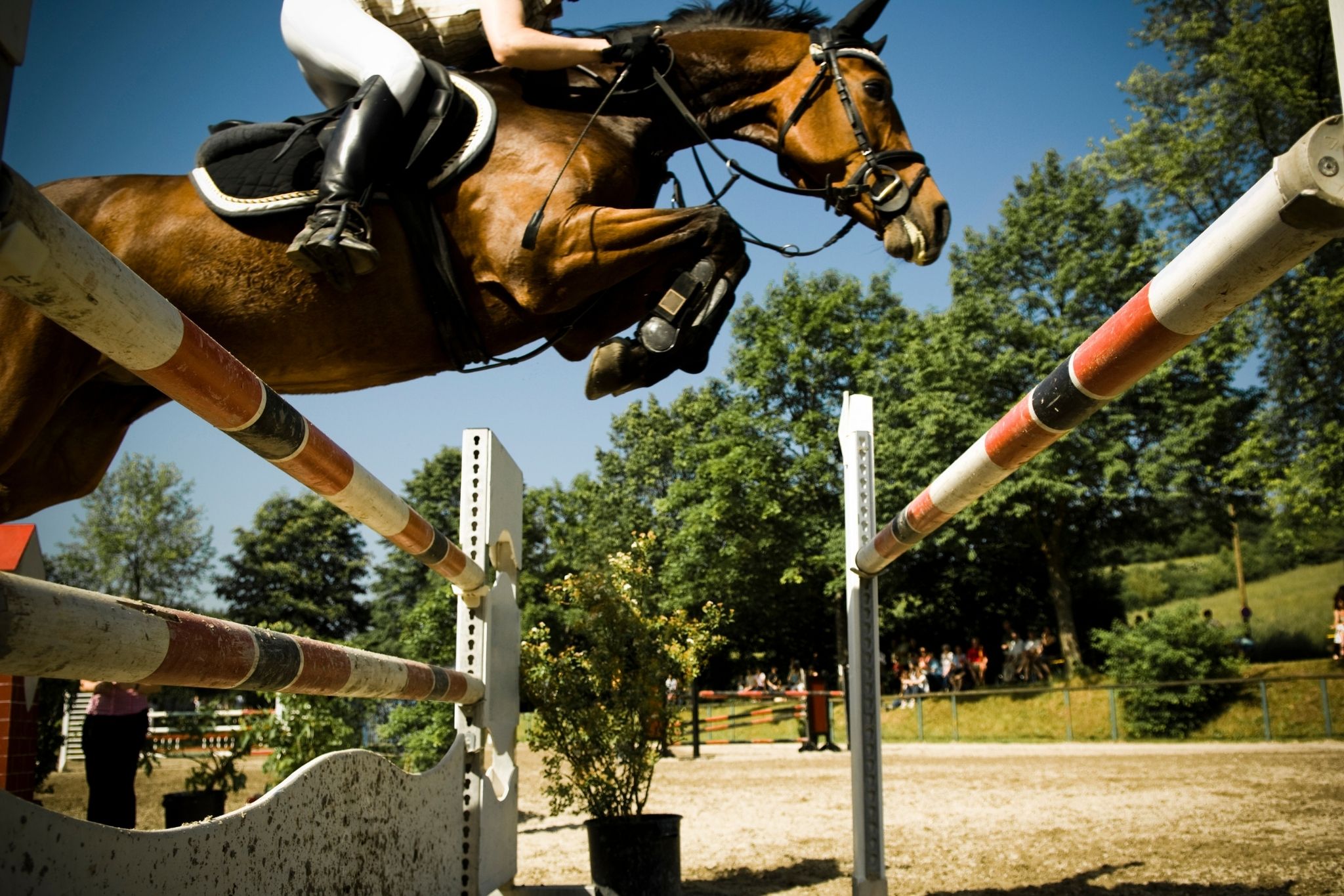 Go Wide How Far Can Horses Jump Horizontally?