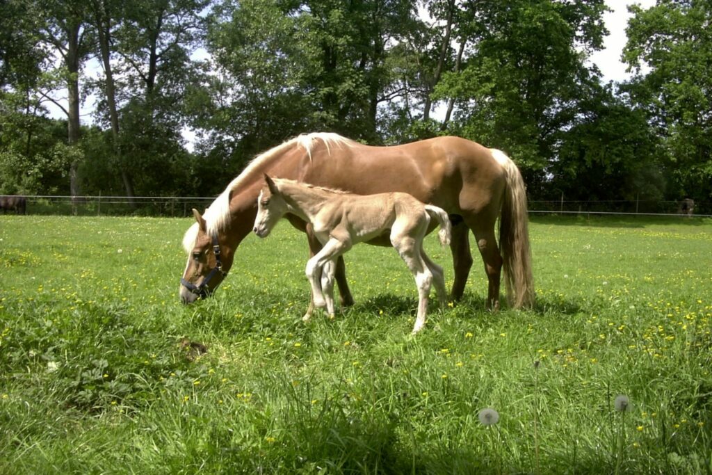 Mare and Foal in a field