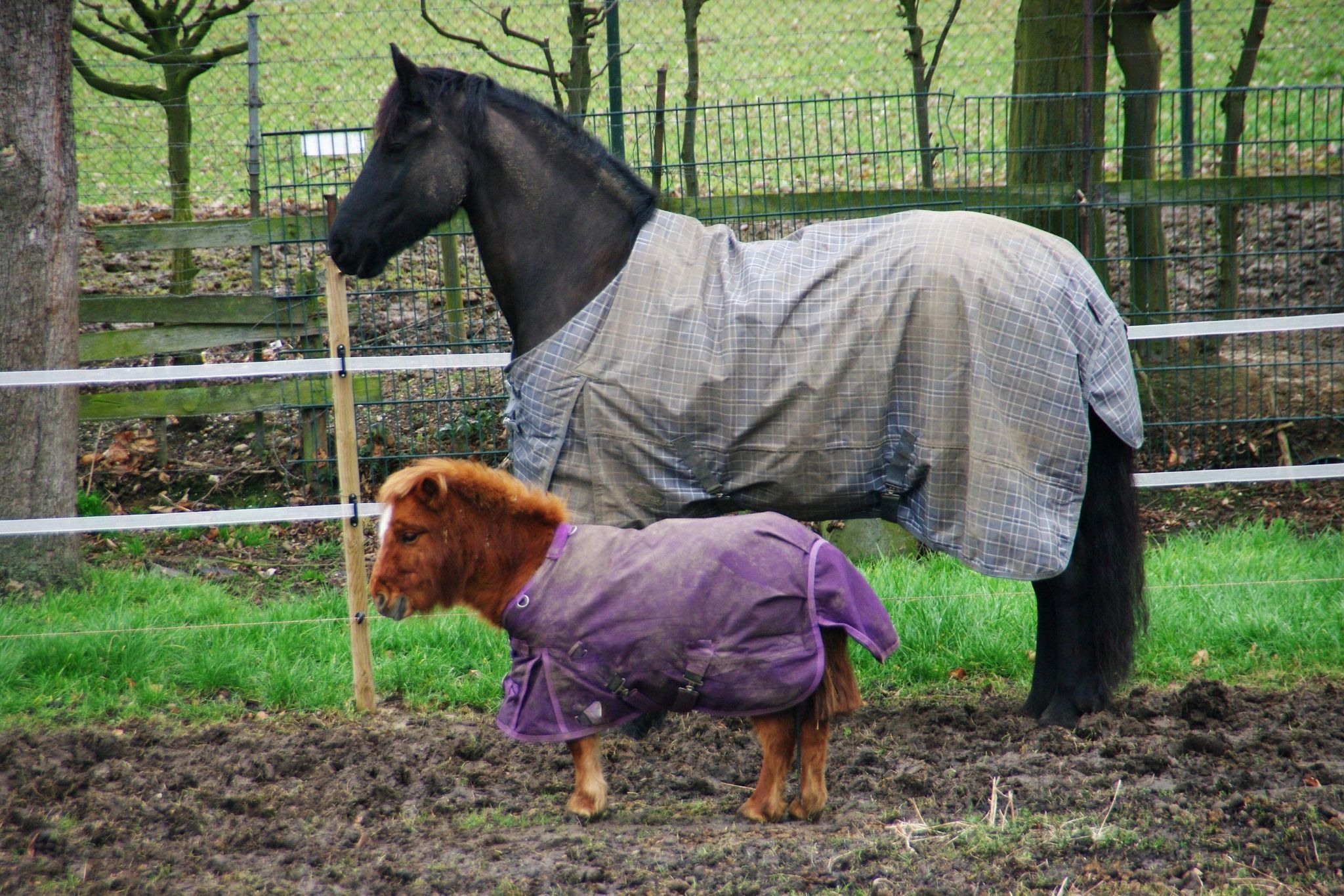 mini-but-mighty-how-much-can-little-horses-pull-horse-rookie