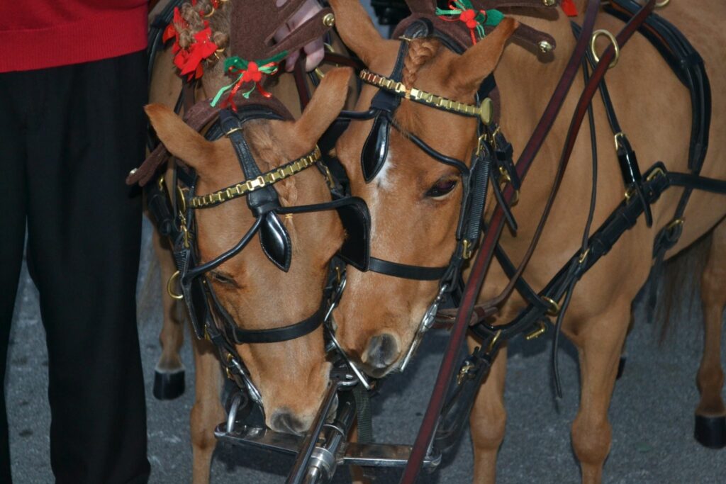 Mini horses in harnesses
