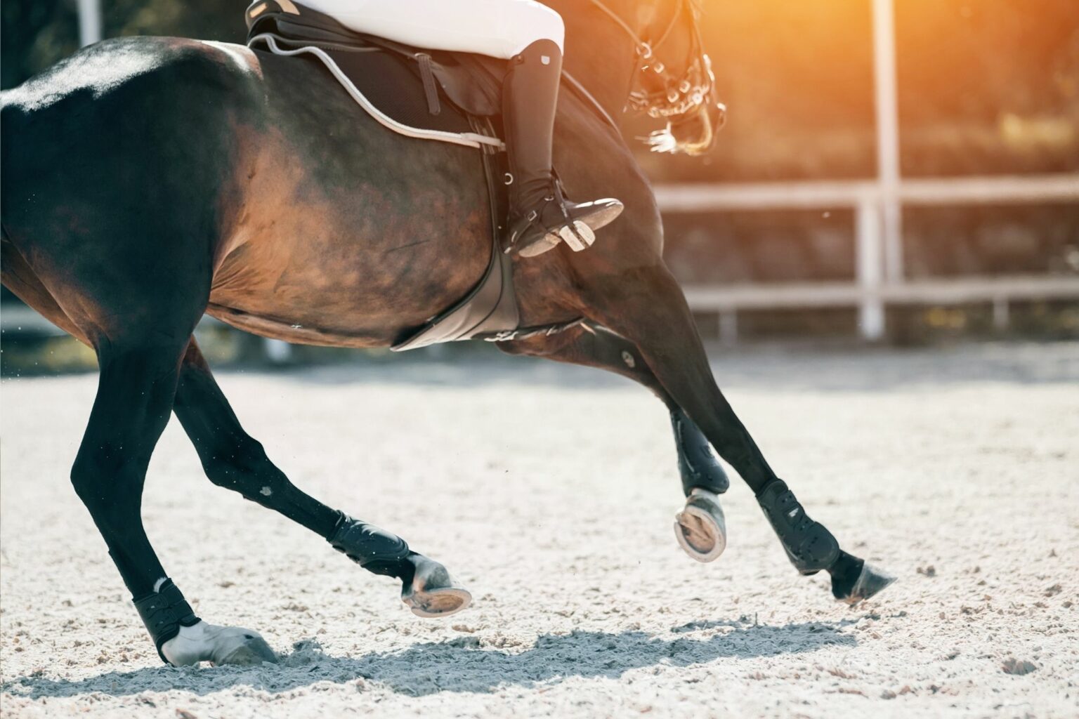 Your Best Ride is Ahead: Horseback Riding for Senior Citizens - Horse ...