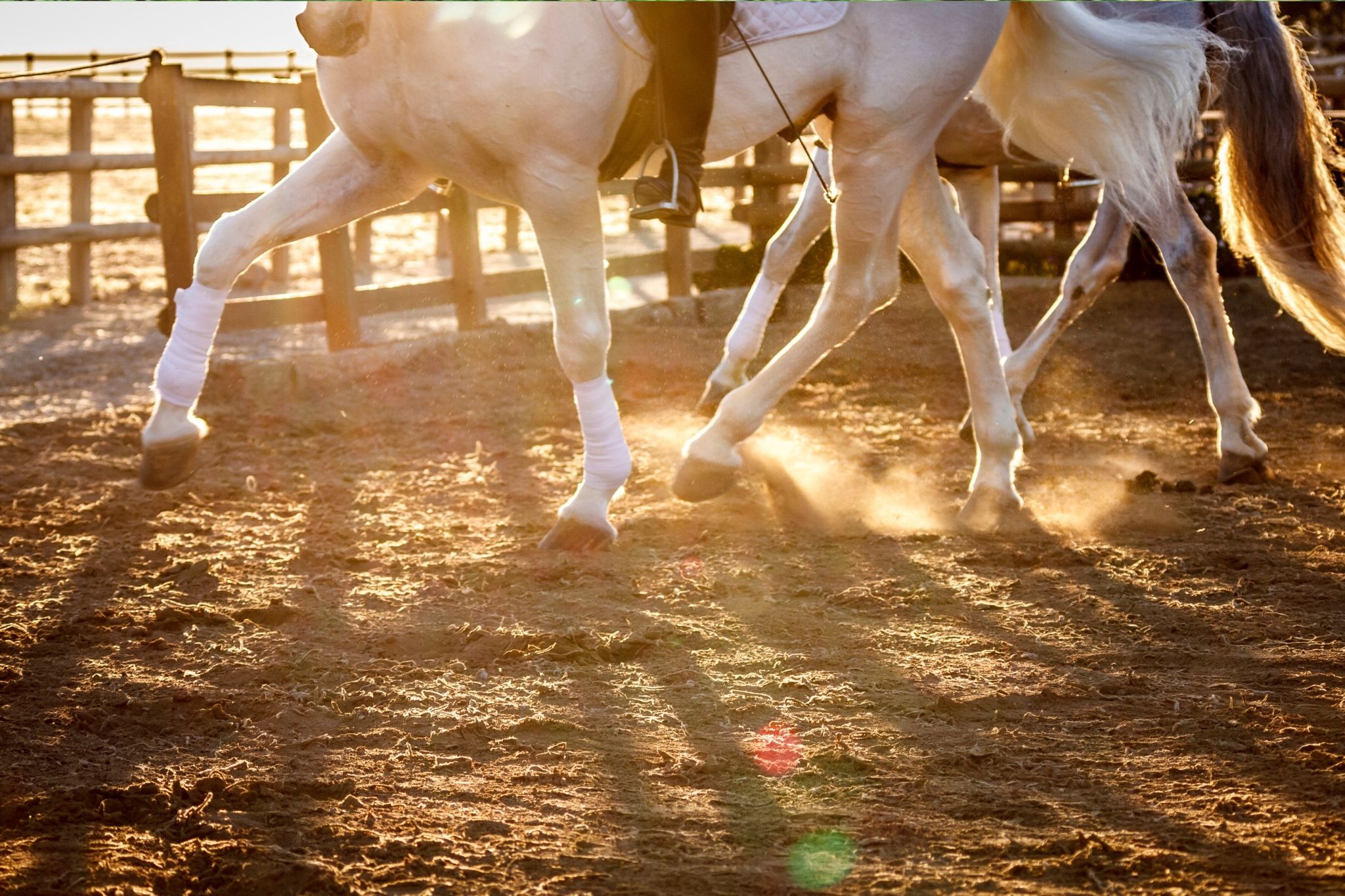 Horse Polo Wraps vs. Sport Boots (Pros, Cons, Uses) Horse Rookie