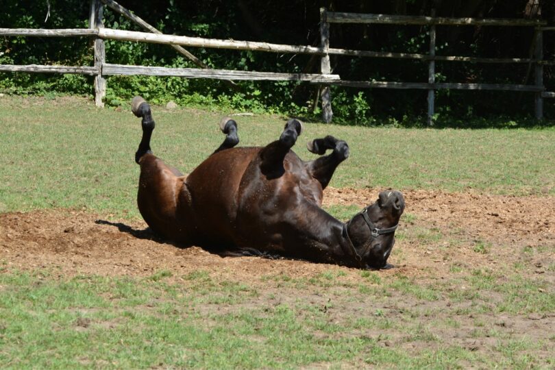 Horse rolling in a pasture