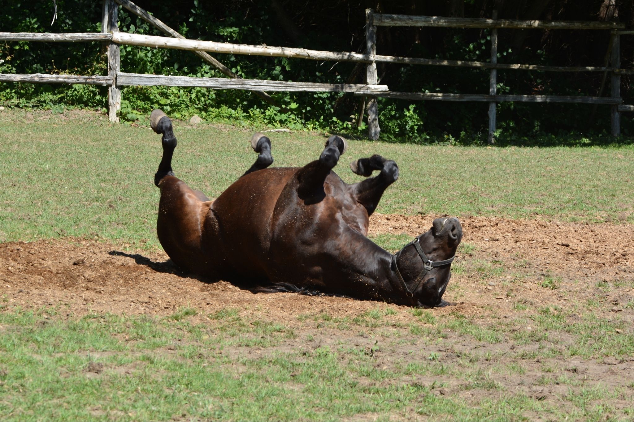 Rolling With It: Why Does My Horse Roll Around? - Horse Rookie