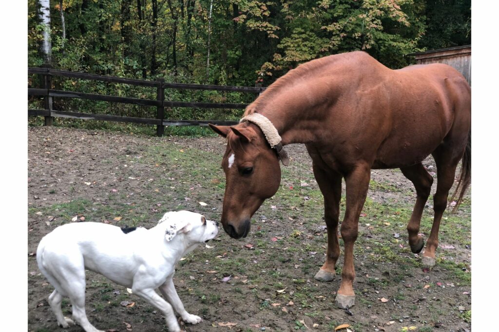 Scared dog with a horse
