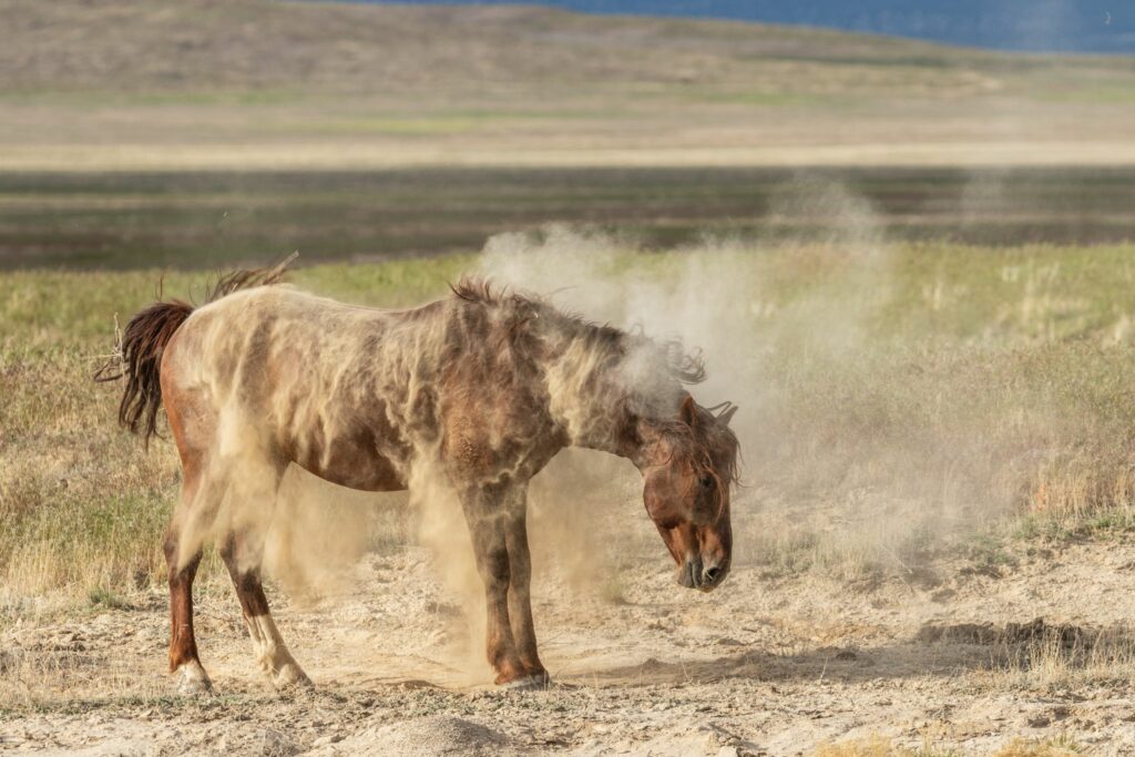 Horse shaking off dust
