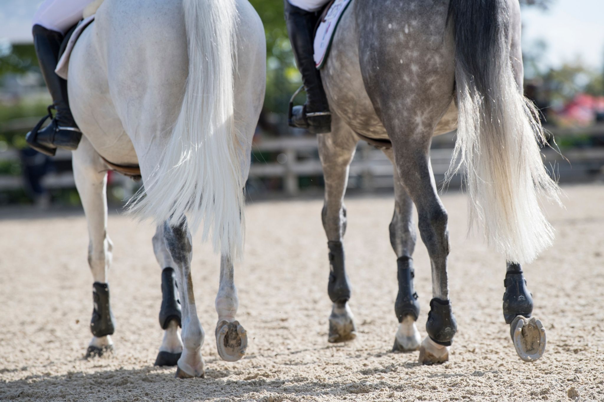 Horse Polo Wraps vs. Sport Boots (Pros, Cons, Uses) Horse Rookie