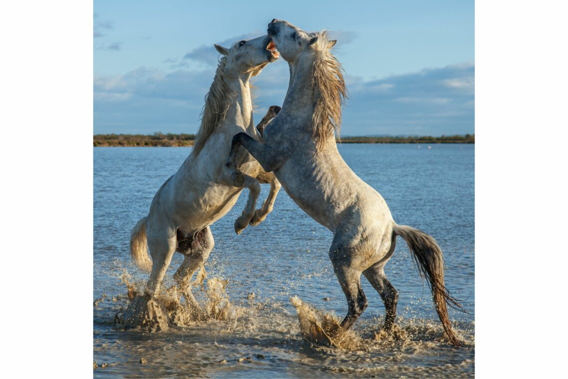 The ProudCut Horse What You Need & What to Do Horse Rookie