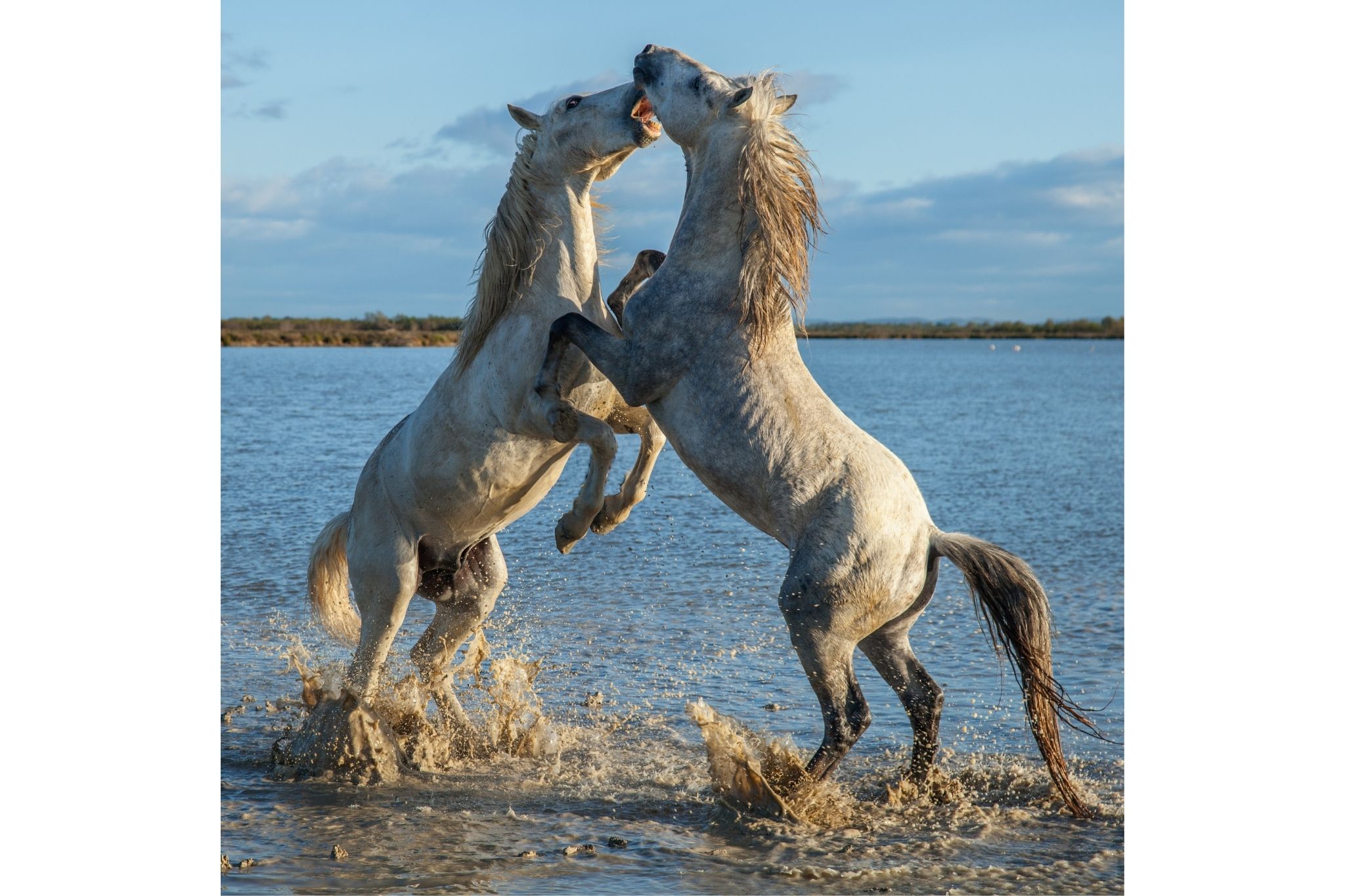 The ProudCut Horse What You Need & What to Do