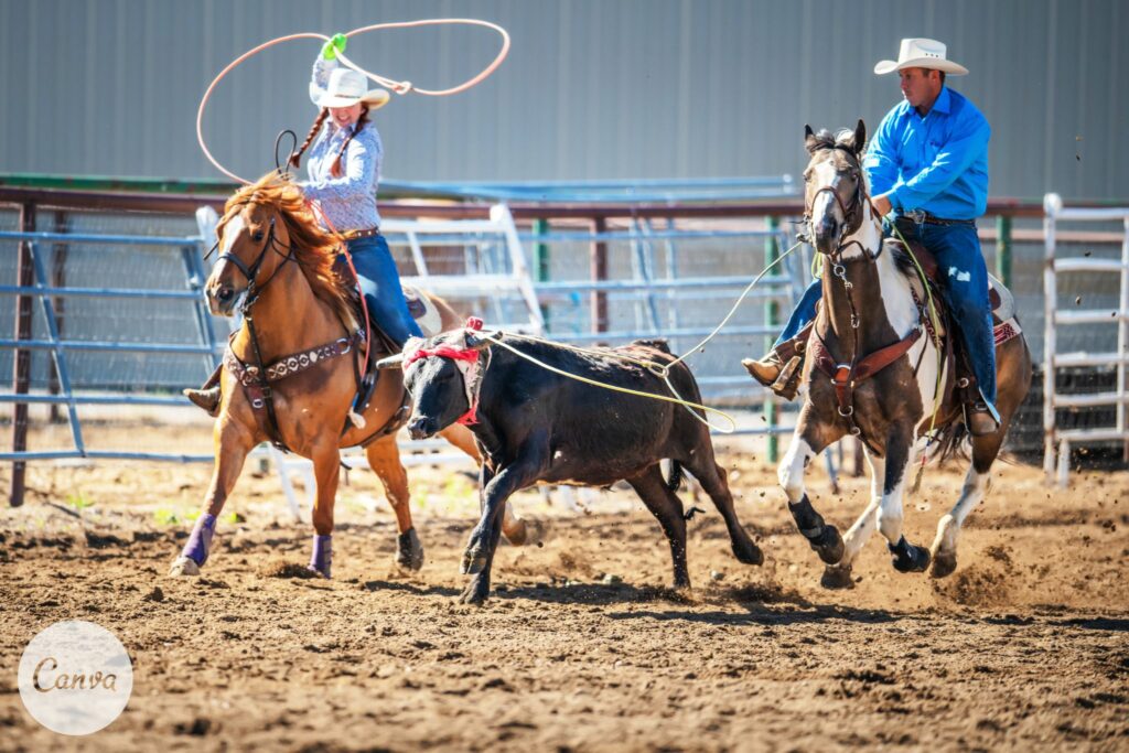 Two riders roping a calf