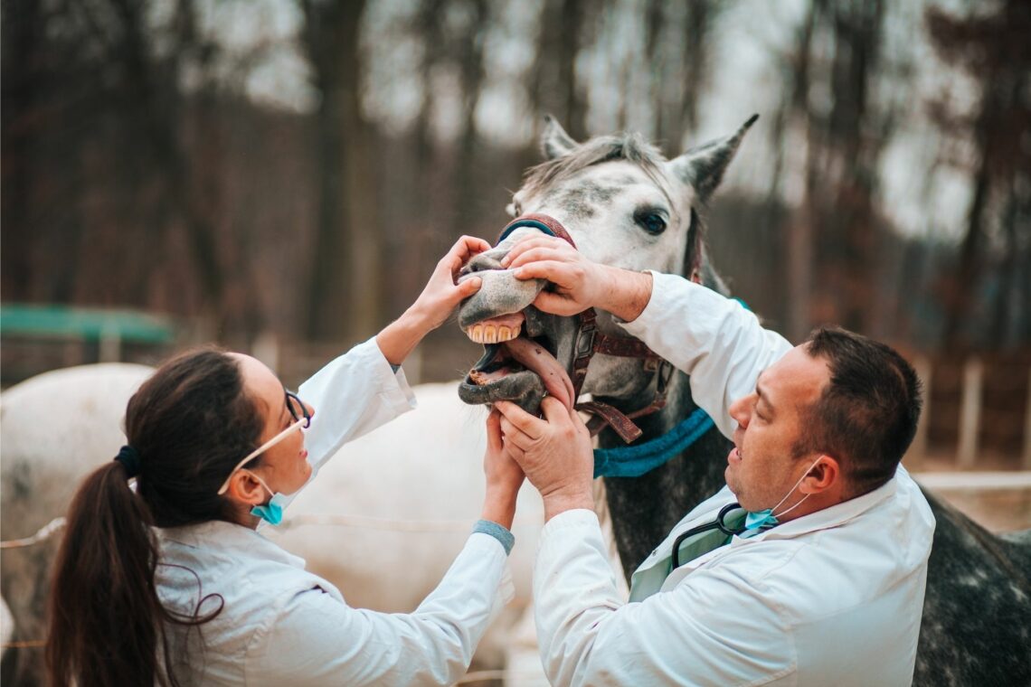 What to Know About Donating Your Horse to a Vet School Horse Rookie