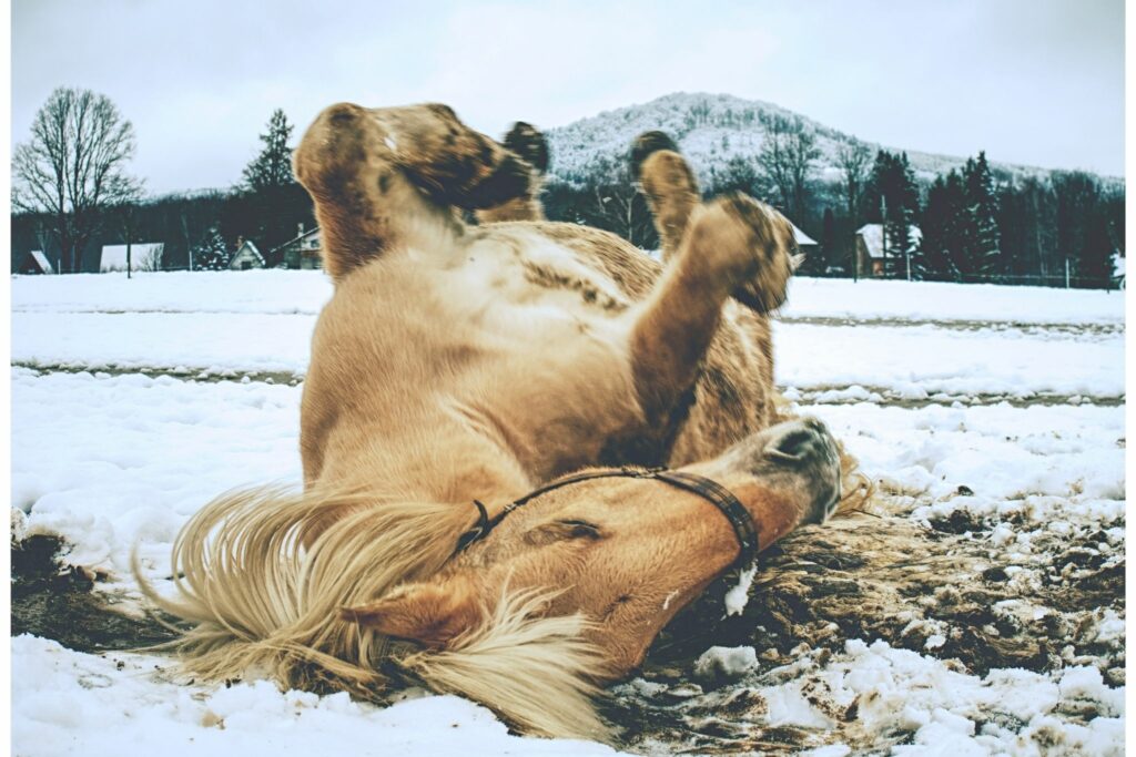 Horse rolling in the winter