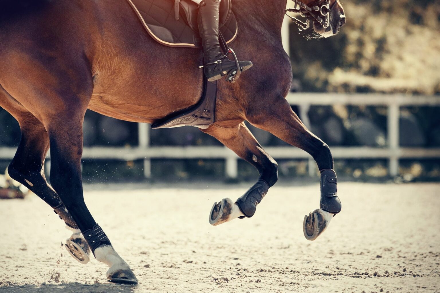 9 Best Splint Boots for Protecting HardWorking Horses Horse Rookie