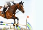 jump heights horse