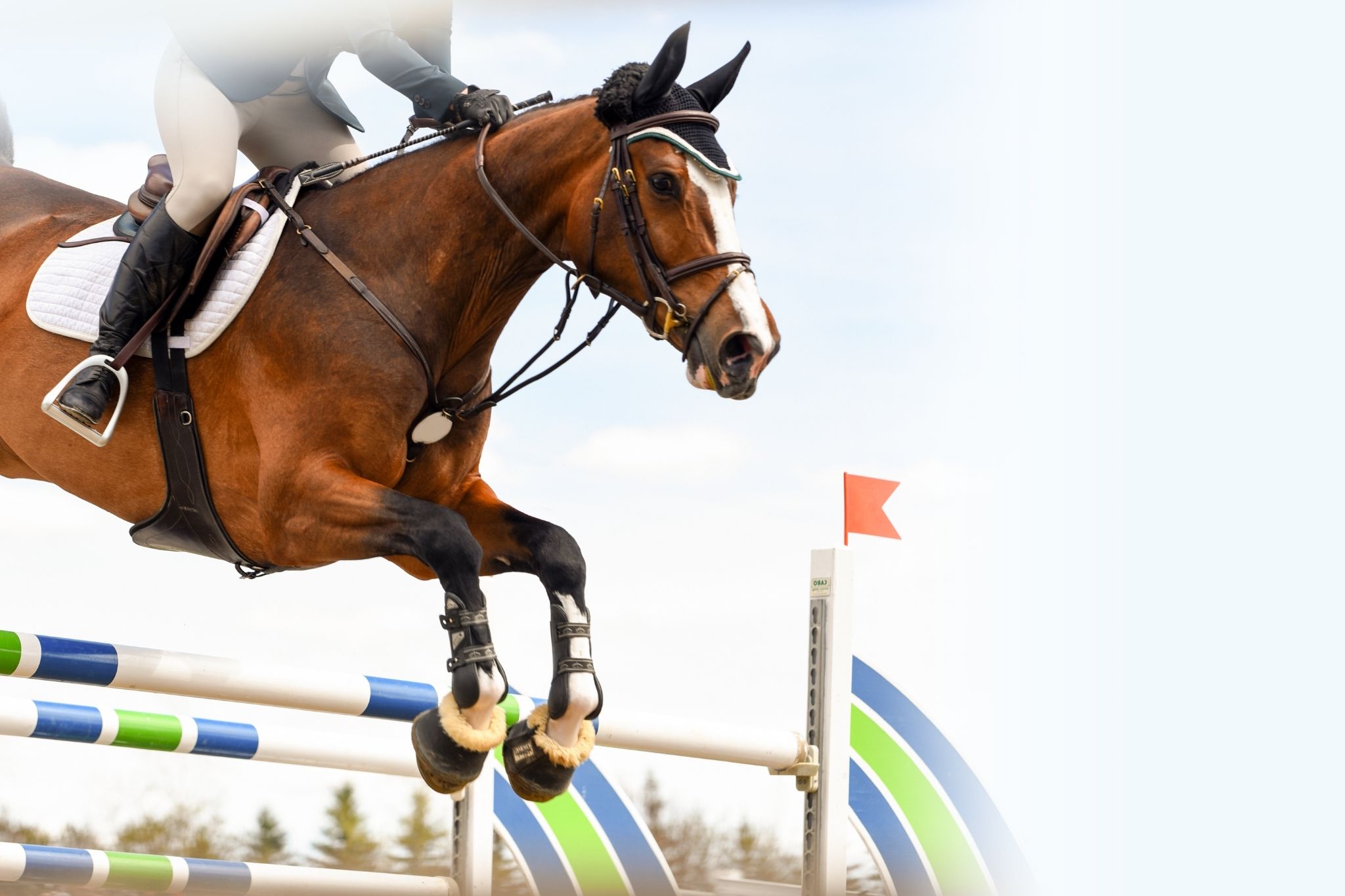 3 Simple Steps To Help Your Horse Jump Higher Horse Rookie