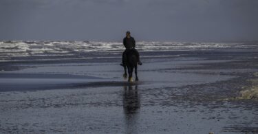 horse with rider facing ocean surf on beach