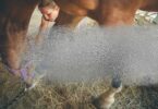 horse silver wound spray