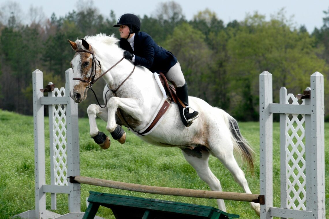 Breaking Down Horse Show Jumping Heights (Rookie Guide)