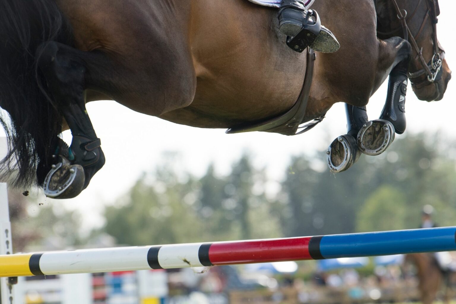 9 Best Splint Boots for Protecting HardWorking Horses Horse Rookie