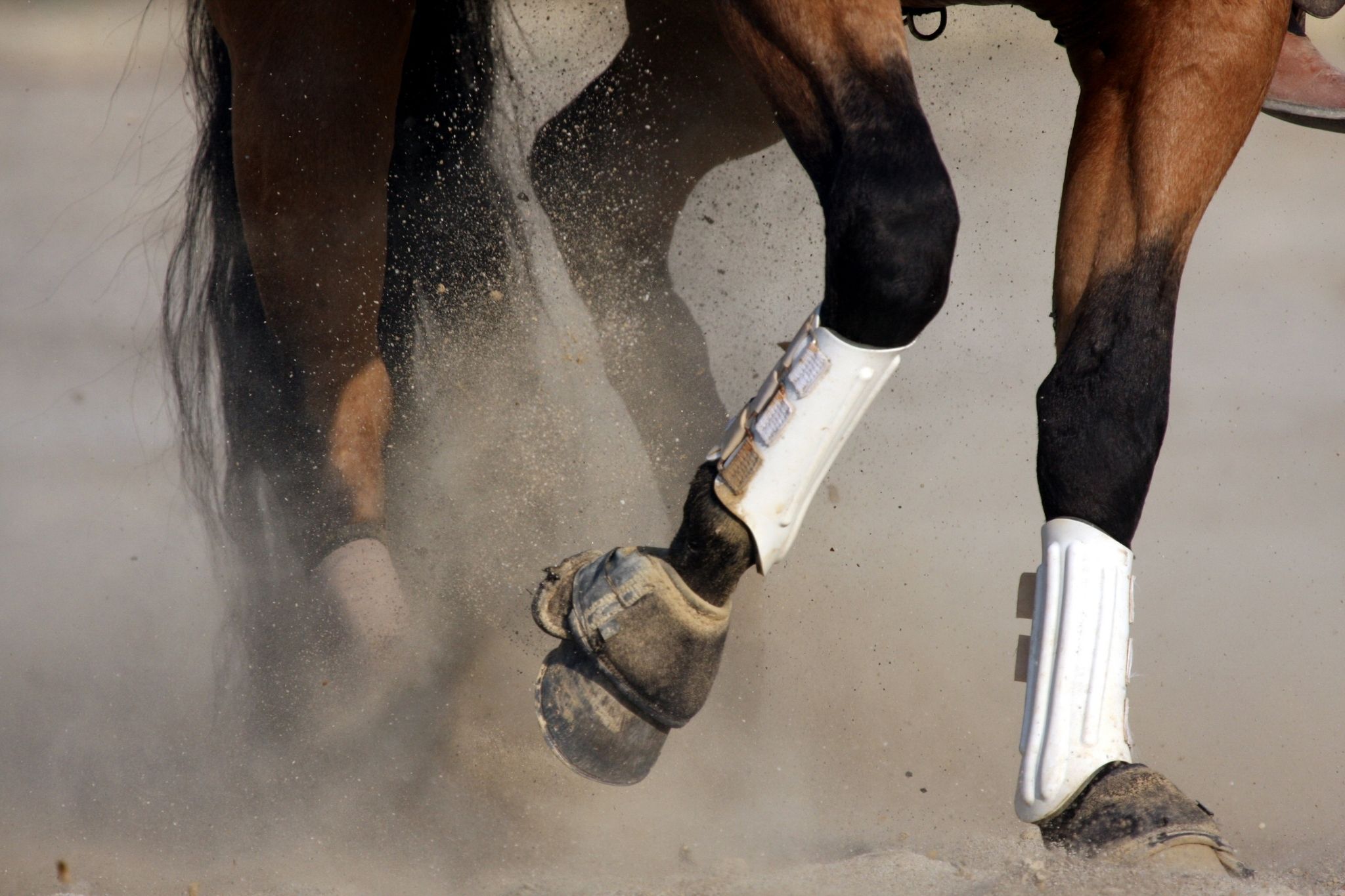 9 Best Splint Boots for Protecting HardWorking Horses Horse Rookie