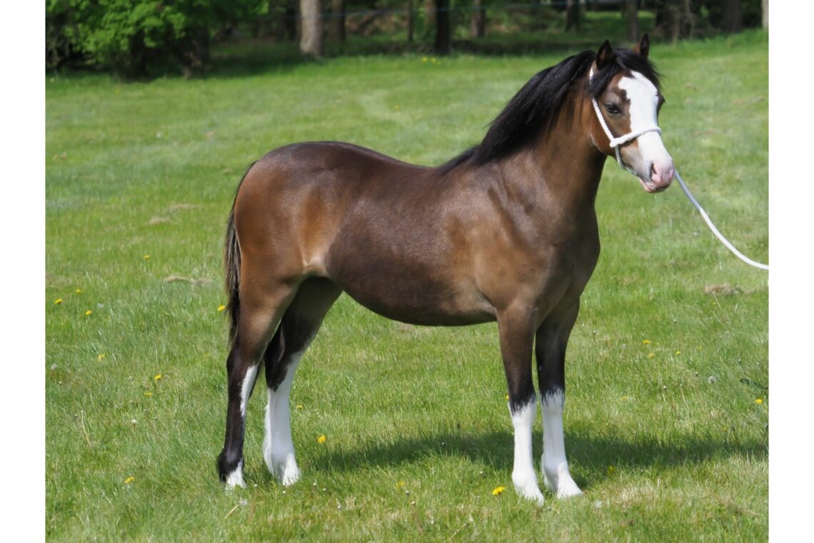 Lighten Your Load How Much Can a Pony Carry? Horse Rookie