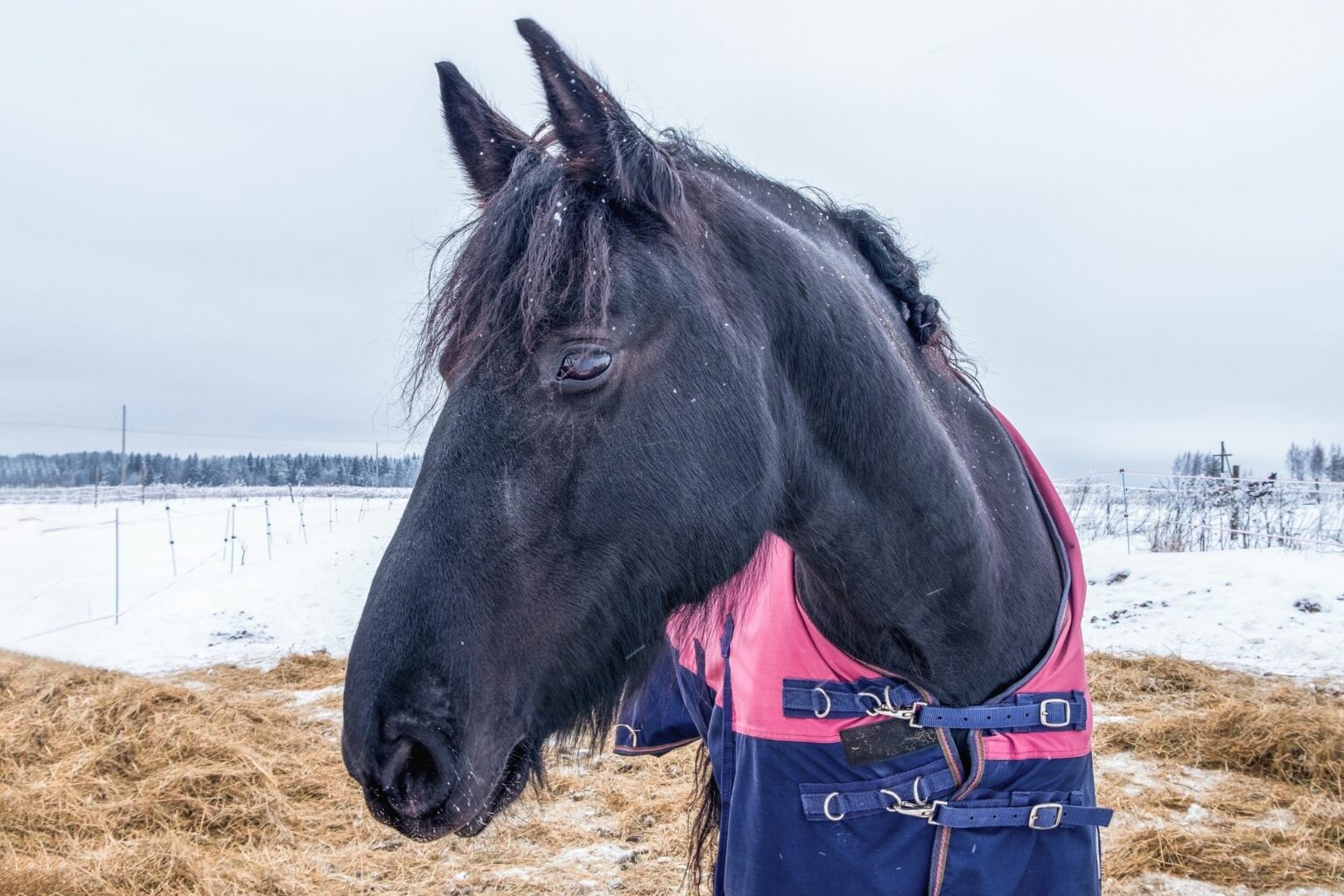 Horse Blanket Basics What's the Average Size? Horse Rookie