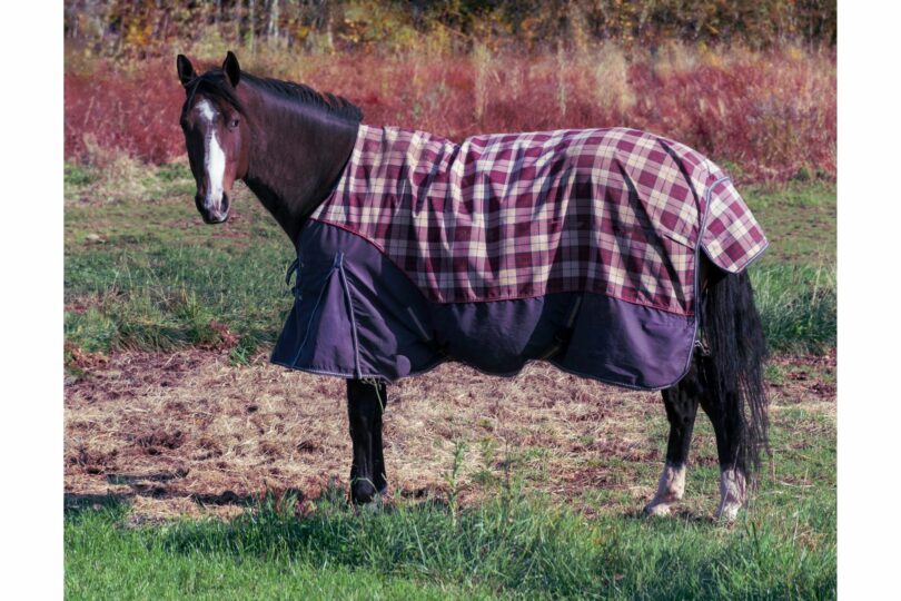 Blanketed horse