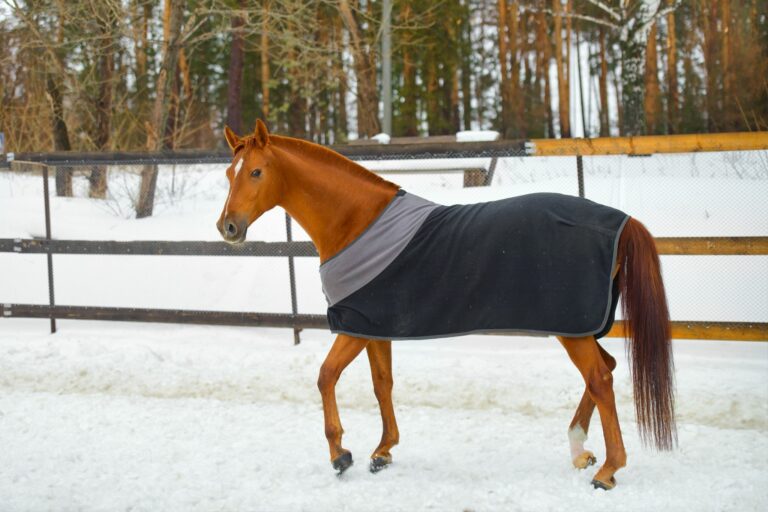 Should You Ever Blanket a Wet Horse? Horse Rookie