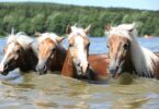 Horses swimming