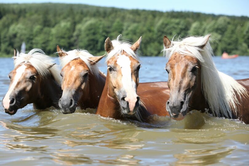 Horses swimming