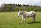 Swayback horse in field
