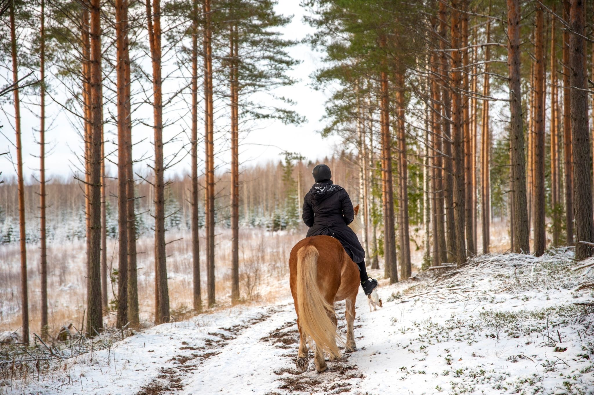 Chilled to the Bone What's Too Cold to Ride Horses? Horse Rookie