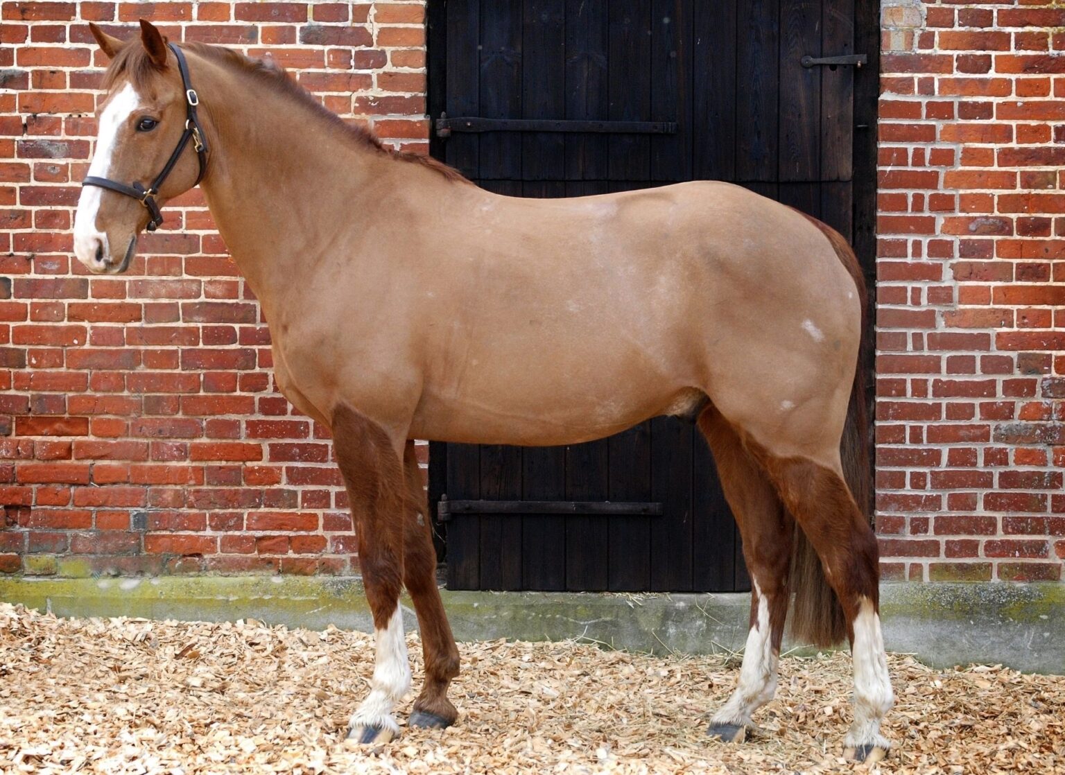 Should You Ever Blanket a Wet Horse? Horse Rookie