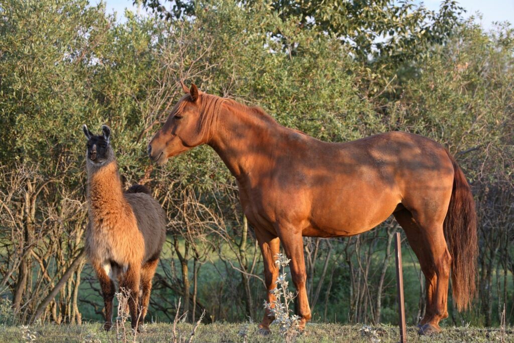Horse and alpaca