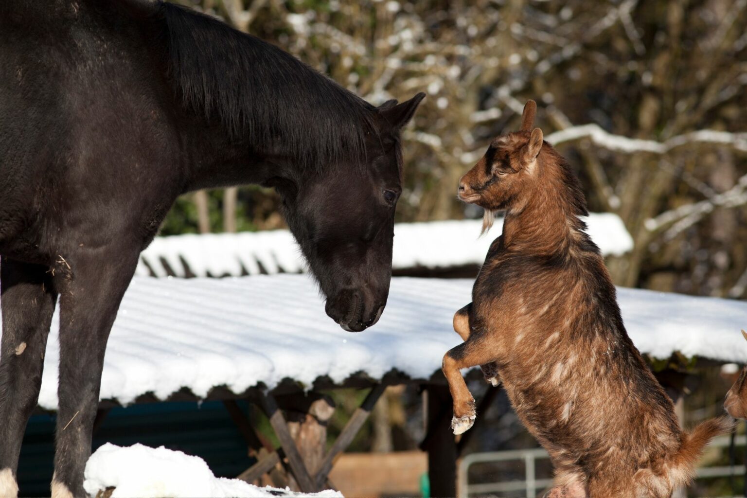 Meet Your Horse's New Bestie Animals 101) Horse Rookie