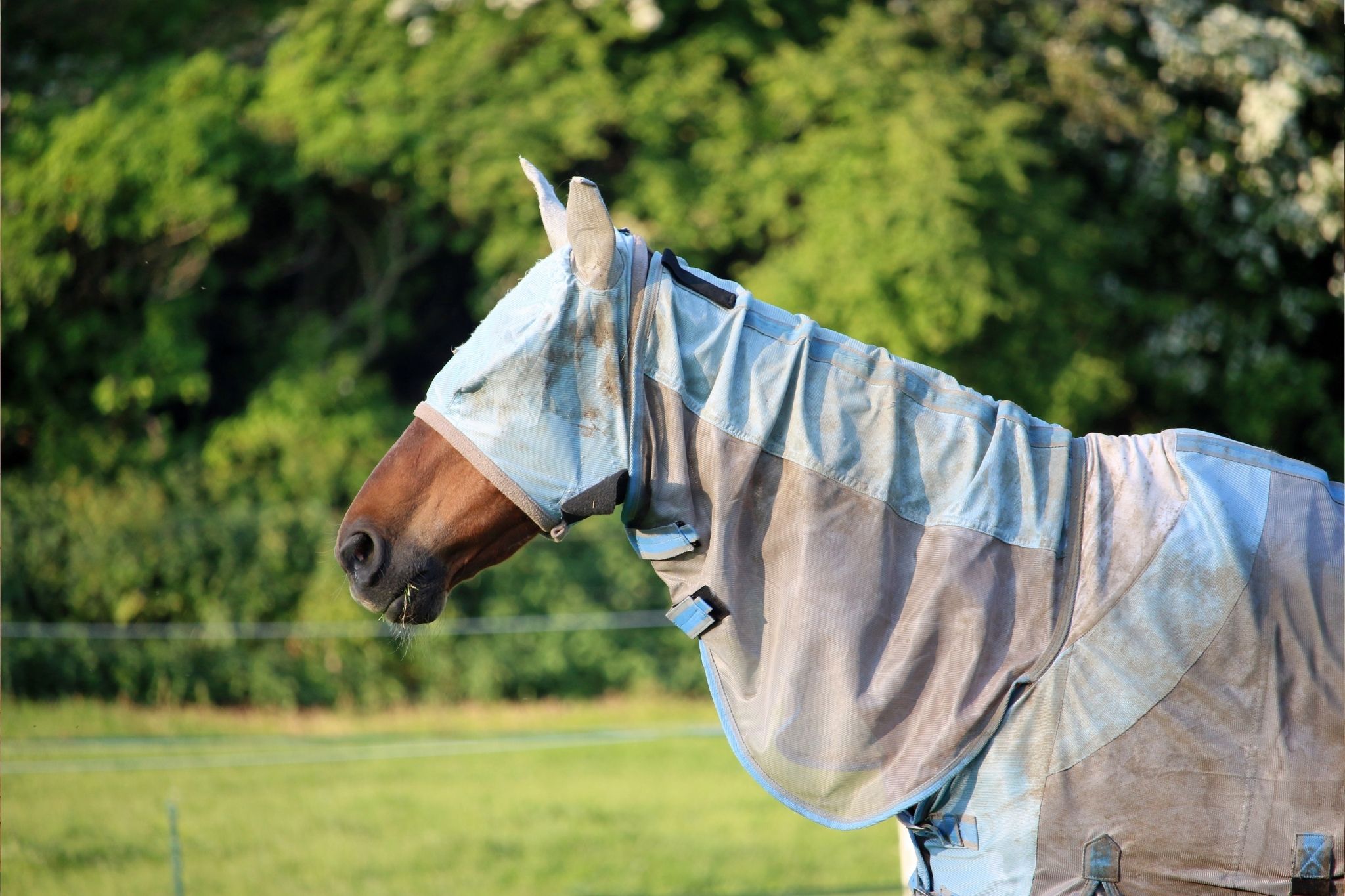 3 Best Sunscreens for Sensitive Horses Snoots